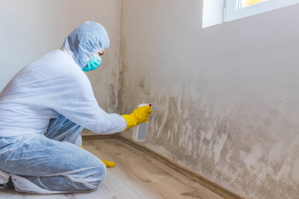 Licensed Black Mold Removal service in Jackson, KY - WQB Mold Removal