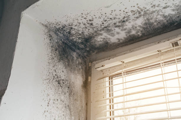 Affordable Black Mold Removal solutions in Jackson, KY