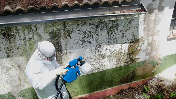 Top rated local Black Mold Removal specialists in Jackson, KY